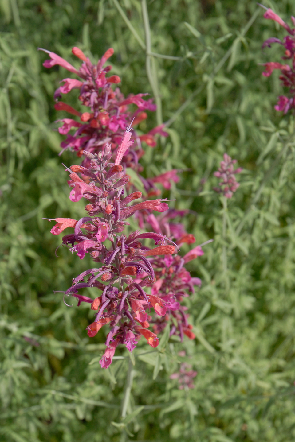 Sonoran Sunset Hyssop